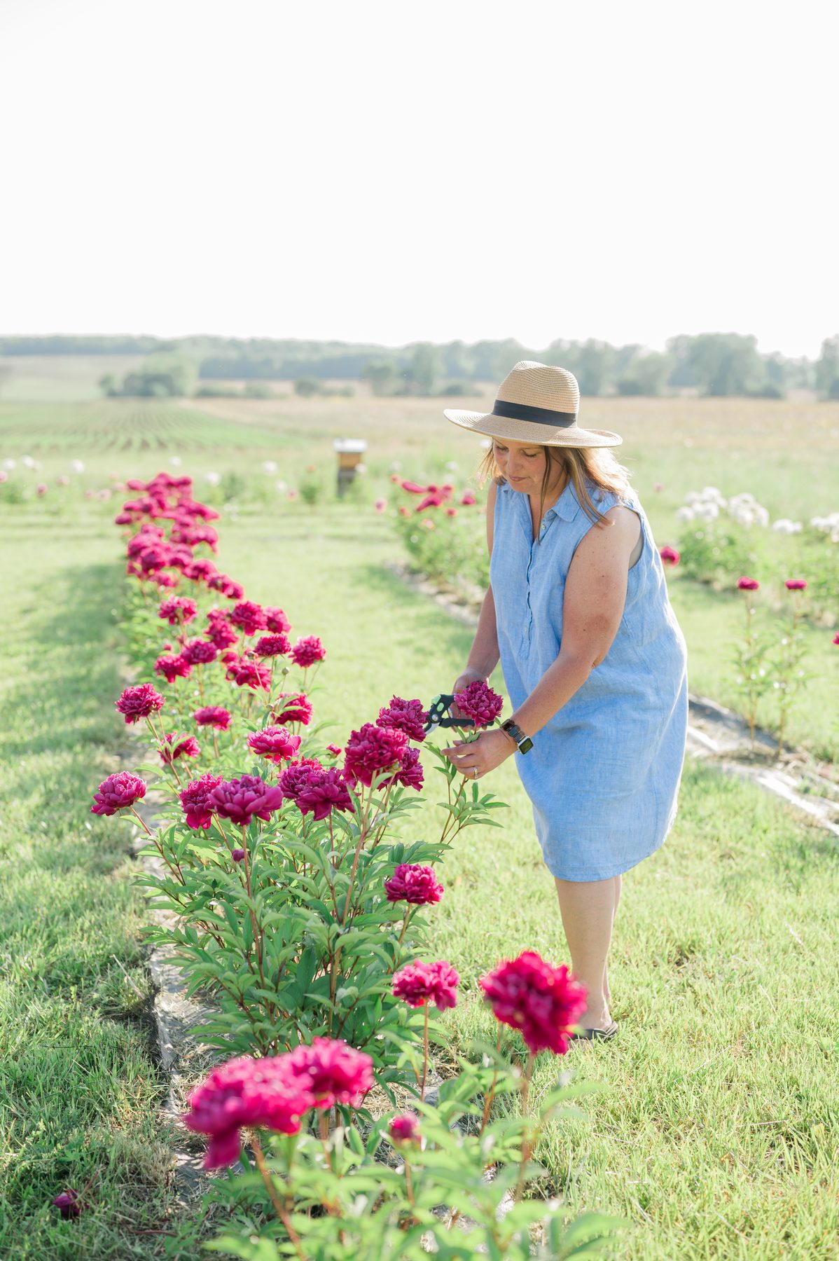 Peonies being cut by hand in the flower field